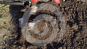 Agriculture. Farmer`s car. Cultivator mills plowing the ground