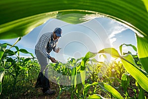 Agriculture, Farmer are working in young green corn growing on the field at sun rises in the morning. Growing young green corn