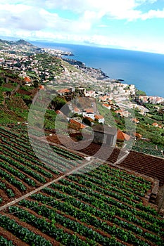 Agriculture from the farmers at the coast of Madeira Island