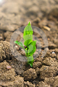 Agriculture and farming concept. seedling in the ground in field.New life concept. Green sprout in dry cracked soil