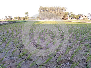 Agriculture farming dhaan nursery water mud