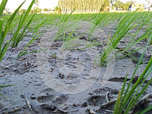 Agriculture farming dhaan nursery water mud