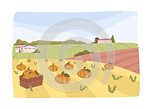 Agriculture and farming, field with pumpkins