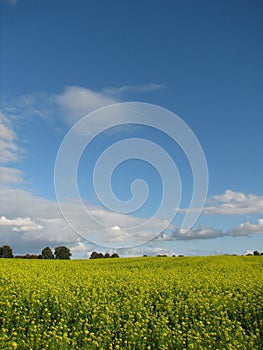 agriculture, farming, fields