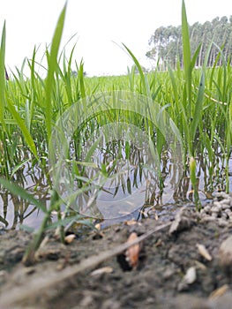 Agriculture farming in monsoon season in water field