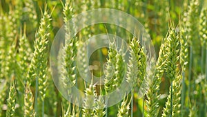 Agriculture and farming with wheat harvest and grain crop. Ripening crops under warm sun. Close up.