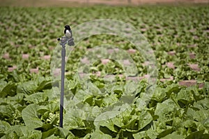 Agriculture and farms - bird on a sprinkler