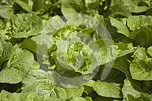 Agriculture and farms - leafy veges