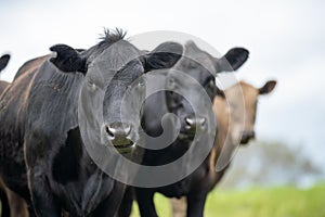 agriculture field in africa,  beef cows in a field. livestock herd grazing on grass on a farm. african cow, cattle meat on a ranch