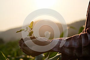 Agriculture Field baby plant on hand.