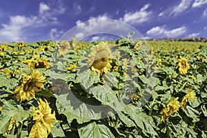 Agriculture field of blooming sunflowers against a blue sky on a sunny day