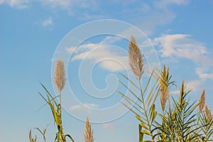Agriculture field concept of wheat cereals on clear blue sky background, wallpaper copy space for text or inscription