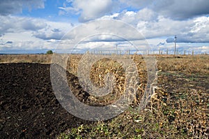 Agriculture field of dry corn plant against cloudy blue sky