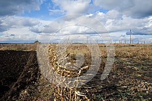 Agriculture field of dry corn plant against cloudy blue sky