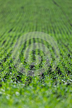 Agriculture field with, fertile fresh green plants