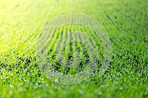 Agriculture field with, fertile fresh green plants