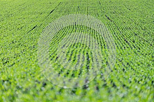 Agriculture field with, fertile fresh green plants