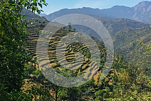 Agriculture field, Garhwal Himalaya