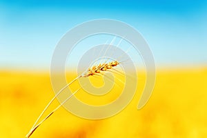 agriculture field with golden crop
