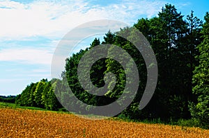 Agriculture field before the harvest against blue sky in the background. Close-up view of golden ears of wheat