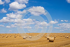 Agriculture field with hay bales. Rural nature in the farm land with straw on the meadow. Wheat yellow golden harvest in summer.
