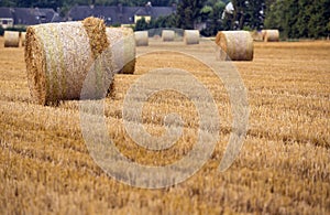 Agriculture field photo