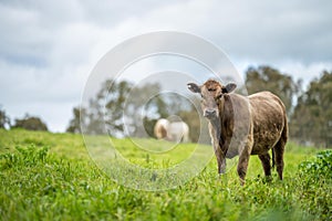 agriculture field, herd of beef cows in a field. springtime on a farm with wagyu cattle. fat cow