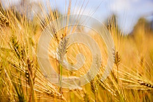 Agriculture field: Ripe ears of wheat, harvest