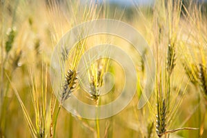 Agriculture field: Ripe ears of wheat, harvest