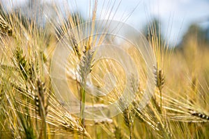 Agriculture field: Ripe ears of wheat, harvest