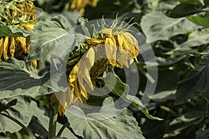 Agriculture field of ripe sunflowers plants