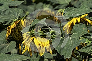 Agriculture field of ripe sunflowers plants