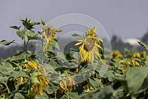 Agriculture field of ripe sunflowers plants