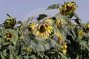 Agriculture field of ripe sunflowers plants