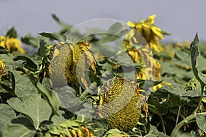 Agriculture field of ripe sunflowers plants