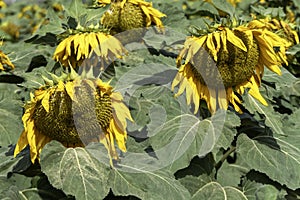 Agriculture field of ripe sunflowers plants