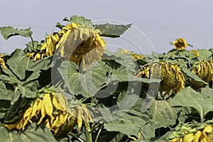 Agriculture field of ripe sunflowers plants