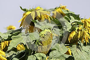 Agriculture field of ripe sunflowers plants