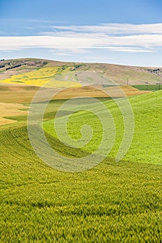 Agriculture field in rural area of Washington state