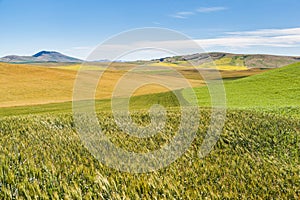 Agriculture field in rural area of Washington state