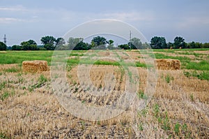 Agriculture field with sky. Rural nature in the farm land. Straw on the meadow. Wheat yellow golden harvest in summer