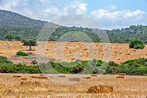 Agriculture field with straw bales