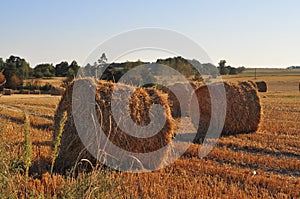 Agriculture field with straw rolls