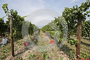 Agriculture, fields for grapes and wine