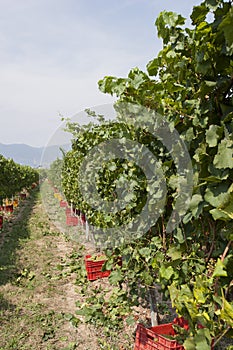 Agriculture, fields for grapes and wine