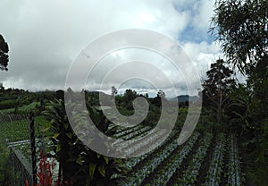 Agriculture fields javanese