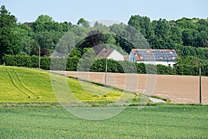 Agriculture fields with rye and wheat at the Flemish countryside in Lubbeek, Belgium