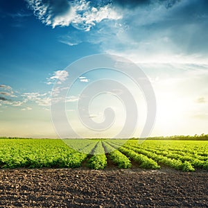 Agriculture fields and sunset in blue sky with clouds