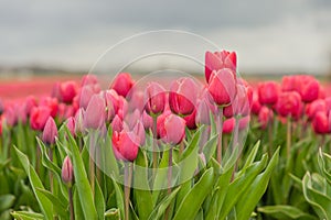 Agriculture - Flower bulbs - Tulips