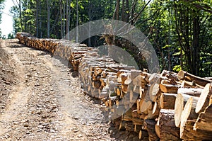 Harvest of timber. Agriculture and forestry theme. photo